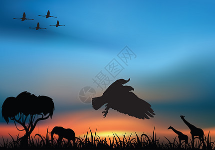 日落时的非洲野生动物捕食者动物阳光旅行草原旅游日出图片
