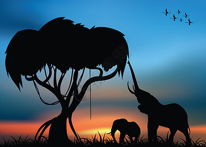 非洲大象热带非洲草原背景图片