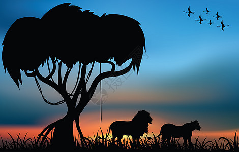 非洲热带非洲草原动物猫科母狮荒野捕食者食肉野生动物哺乳动物日出旅行图片