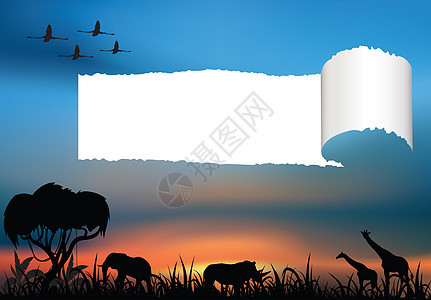 日落时的非洲野生动物日出动物犀牛观鸟动物群荒野哺乳动物草原阳光图片