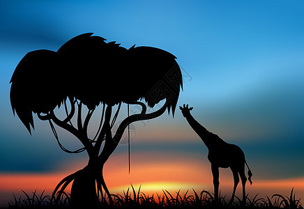 日落时的法拉菲野生动物哺乳动物荒野沼泽动物群旅游旅行动物图片
