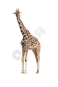Giraffe 吉拉法卡梅罗帕达里斯荒野旅游动物动物群野生动物哺乳动物旅行图片