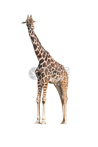 Giraffe 吉拉法卡梅罗帕达里斯荒野旅游动物动物群野生动物哺乳动物旅行图片