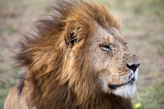 非洲狮子猎人荒野食肉国王男性猫科野生动物旅行哺乳动物旅游图片