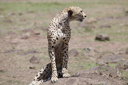 Cheetah Cinonnyx十月刊猫科动物群哺乳动物猎人动物猎豹旅游旅行捕食者食肉图片