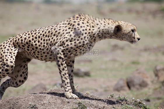 Cheetah Cinonnyx十月刊动物群猎人猫科荒野食肉捕食者猎豹旅行旅游哺乳动物图片