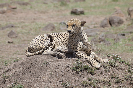 Cheetah Cinonnyx十月刊哺乳动物动物打猎野生动物食肉旅游荒野动物群捕食者猎豹图片