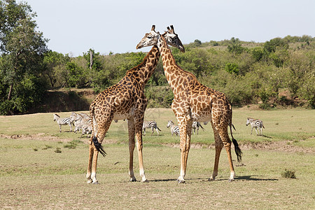 Giraffe 吉拉法卡梅罗帕达里斯旅游旅行动物群荒野哺乳动物野生动物动物图片