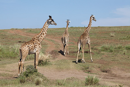 Giraffe 吉拉法卡梅罗帕达里斯动物群旅行动物哺乳动物荒野野生动物旅游图片