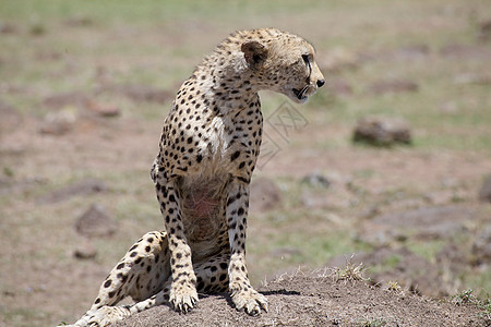 Cheetah Cinonnyx十月刊猎人速度食肉动物群野生动物动物旅游荒野捕食者猫科图片