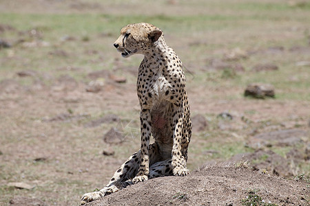 Cheetah Cinonnyx十月刊旅游食肉猎豹动物群速度旅行猫科野生动物捕食者荒野图片