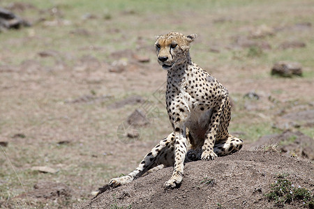 Cheetah Cinonnyx十月刊猎豹猫科动物群捕食者荒野动物食肉速度哺乳动物旅行图片