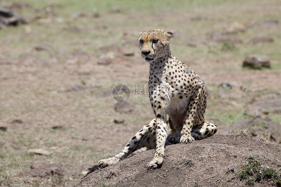 Cheetah Cinonnyx十月刊猎豹猫科动物群捕食者荒野动物食肉速度哺乳动物旅行图片