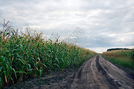 玉米田生长收获地平线麦田风景城市叶子谷物土地农民图片