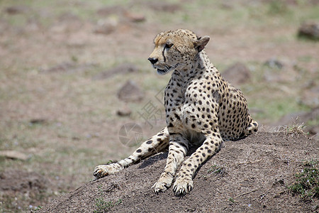 Cheetah Cinonnyx十月刊食肉野生动物捕食者哺乳动物猎人动物群荒野猫科动物旅游图片