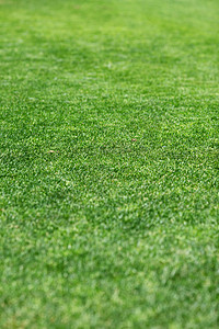 美丽的绿色绿草质墙纸生长环境草皮活力公园草原运动植物叶子图片
