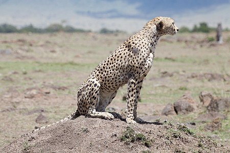 Cheetah Cinonnyx十月刊食肉动物捕食者哺乳动物猎豹荒野动物群速度猎人旅游图片