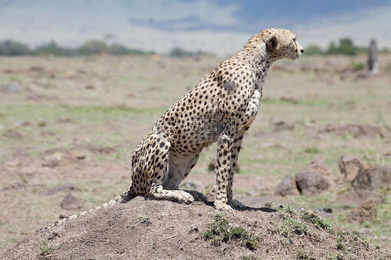 Cheetah Cinonnyx十月刊食肉动物捕食者哺乳动物猎豹荒野动物群速度猎人旅游图片