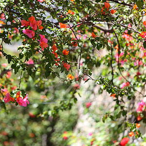 粉红花花紫色杏仁背景植物学花朵植物叶子宏观花瓣季节图片