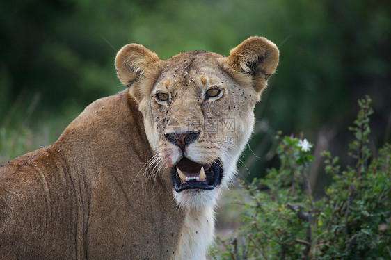非洲狮子动物捕食者母狮猫科动物群野生动物旅行哺乳动物旅游荒野图片