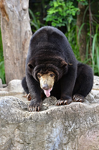 恶性太阳熊动物园濒危太阳熊毛皮哺乳动物马来人舌头太阳鼻子黑色图片