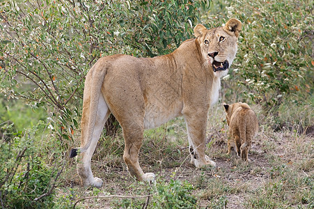 非洲狮子和幼崽旅游哺乳动物动物群母狮野生动物旅行食肉动物母亲猫科图片