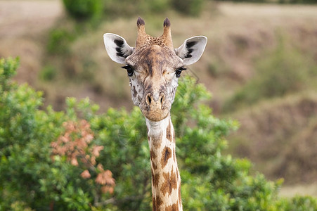 Giraffe 吉拉法卡梅罗帕达里斯旅游野生动物旅行动物群动物荒野哺乳动物图片