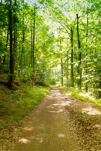 伦特格Name自然保护树木远足爬山绿色高度树叶森林天空图片
