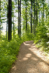 伦特格Name绿色高度自然保护森林树叶爬山天空远足树木图片