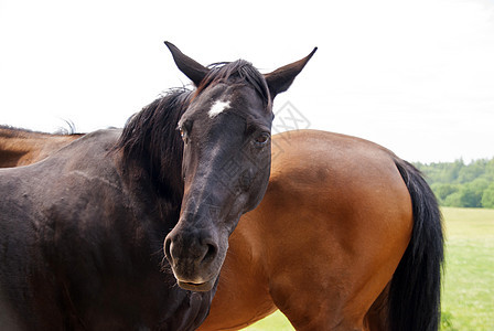 马匹高度骑术动物农场野生动物爬山径宠物草地图片