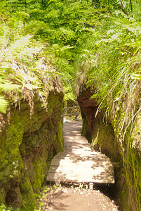 德拉钱施卢赫特语Name山沟绿色小路树叶树木远足差距峡谷种植踪迹图片