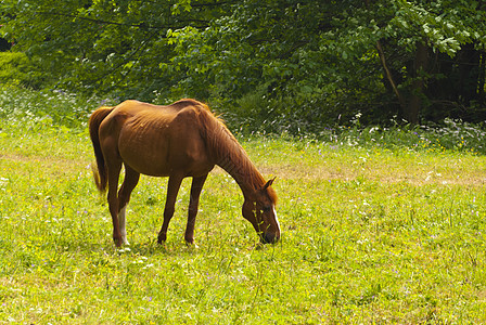 马农场爬山径宠物骑术动物马匹野生动物草地高度图片
