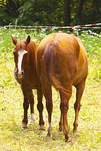 马匹高度野生动物草地骑术农场爬山径动物宠物图片