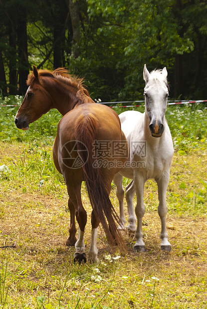 马匹农场野生动物草地骑术宠物动物高度爬山径图片
