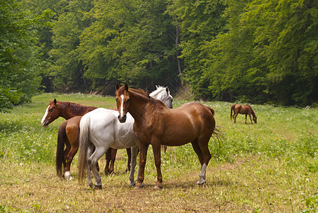 马匹高度草地动物爬山径野生动物骑术宠物农场图片