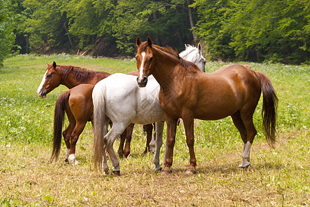 马匹爬山径骑术农场野生动物宠物高度草地动物图片