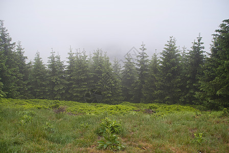 伦特格Name岩石高度阴霾森林山脉草地林业外表花朵树木图片