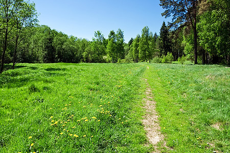 夏季风景绿色植物森林公园场地阳光植被木头草地环境太阳光背景图片