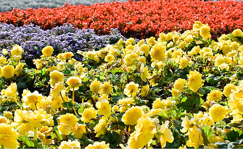 鲜花玫瑰黄色花朵花坛花瓣院子红色花园公园正方形图片