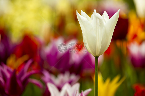色彩多彩的郁金花植物花店生长公园植物群季节花朵场地叶子花瓣图片