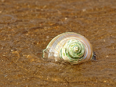 海浪中裸露的贝壳图片
