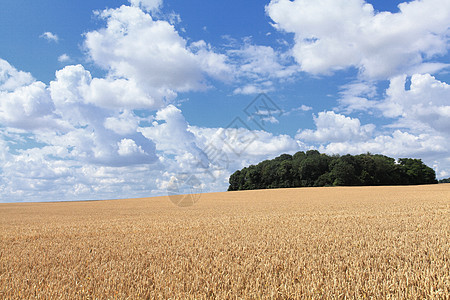 收割前夏天阳光下的小麦田生长农场日落面包食物植物稻草场景粮食太阳图片