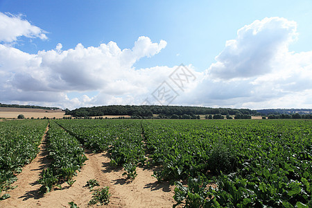 夏日阳光下的甜甜菜田农场叶子蔬菜场地场景地面生长季节收成植物图片