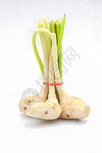 Vulgaris幼苗草本药品香料植物白色叶子文化蔬菜食物草本植物图片