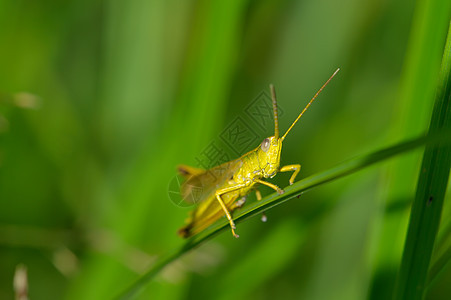 美丽的小蝗虫宏观动物野生动物世界生活脆弱性动物群环境图片