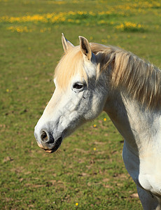 一匹年轻的白马在草地上的肖像动物场地农场良种鬃毛荒野晴天太阳马术头发图片
