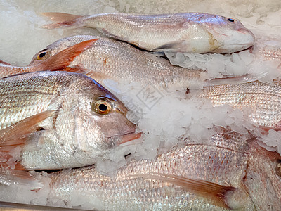 提供新鲜鱼 用压碎的冰块冷冻团体盐水展示美食贸易说谎烹饪渔业奉献海鲜图片