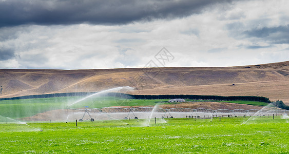 Otago NZ中区灌溉的平地牧场褶皱农田生长动物畜牧业农场奶牛栅栏山麓环境图片