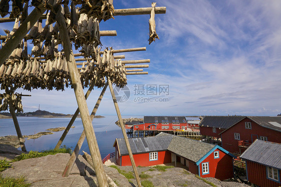 Lofoten上的鱼群鱼类渔业旅行风景钓鱼美食小屋红色烘干大豆村庄图片