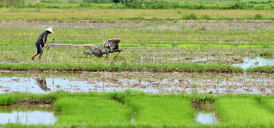 泰籍农民国家传统生长安全草地机器农村收成车辆粮食图片